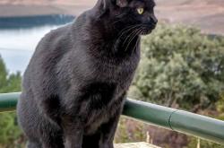 开云体育官网-双线制霸，从鹈鹕横扫广东到班凯罗欧冠封神，看篮球世界的权力转移