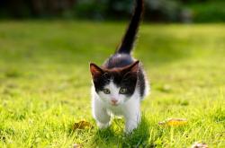 开云下载-东方铁壁，西方利刃，当浙江队的窒息防守遇见欧冠赛场上的克莱时刻