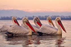 开云平台-哈登防守端锁死对手，森林狼横扫爵士，防守制胜的时代交响