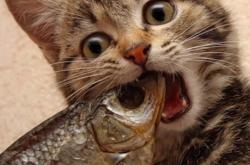 开云APP-范弗利特主导公牛崛起！精妙指挥与团队韧性击穿国王防线