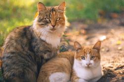 开云体育官方网站-统治力觉醒，球星如何定义比赛—从恩比德到布克