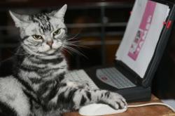 开云体育平台APP-压制与突破，皇家社会的团队利刃与门迪的孤勇证明