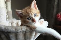 开云体育-约基奇式悬念终结，当太阳学会提前杀死比赛