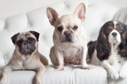 开云体育官方网站-欧冠淘汰赛焦点战，国际米兰生死战力克墨西哥老虎，逆境重生书写传奇