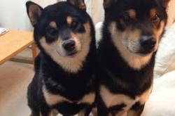 开云体育登录-绿茵场上的双重奏，秘鲁攻克加拿大，莱万欧冠淘汰赛主宰战局