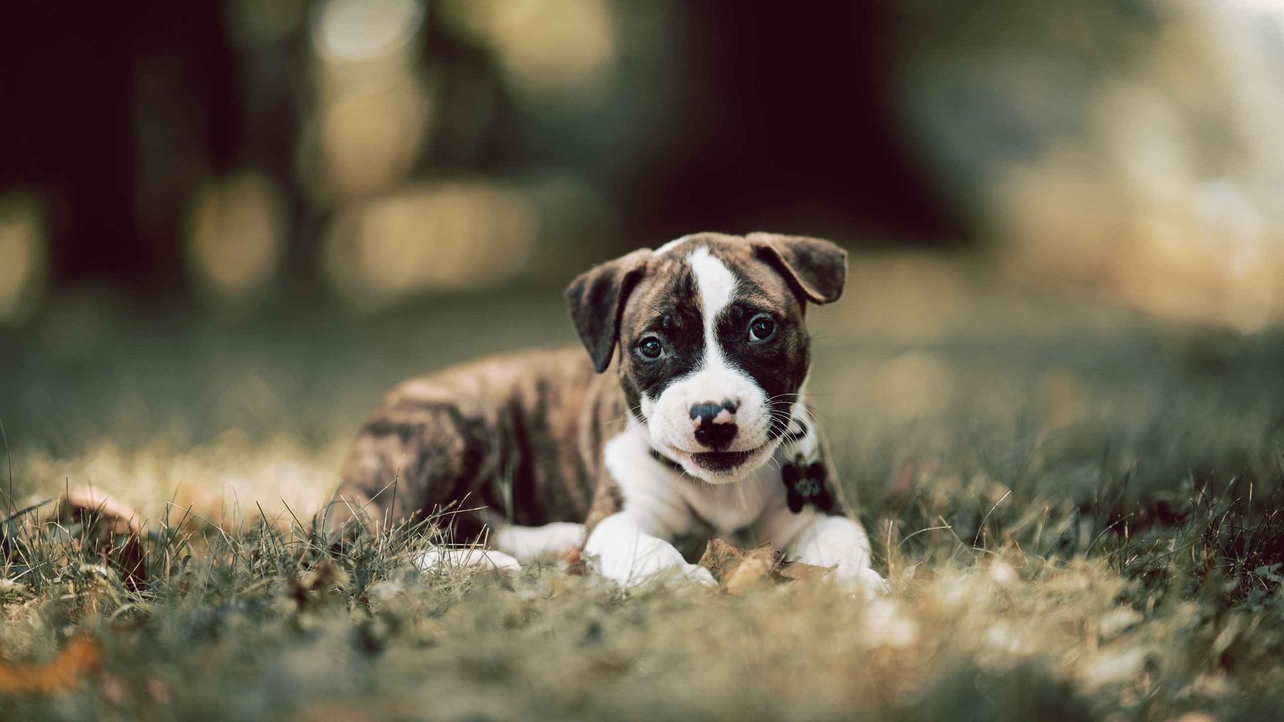 劳塔罗,大场面先生的光芒照耀巴黎对阵马德里竞技之战