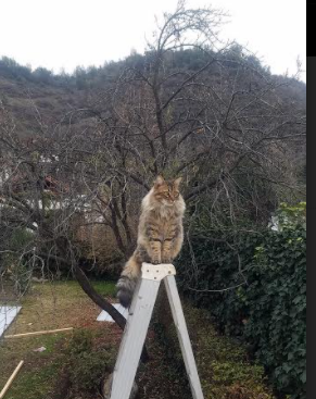 广东队战术压弯辽宁队,布克F1街道赛超车夺冠