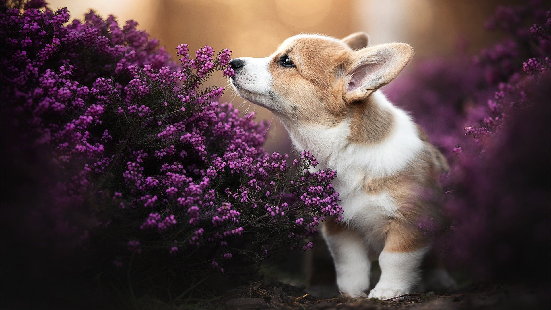 挥别时刻,便是永恒,当字母哥与马刺小将共享同一片星光