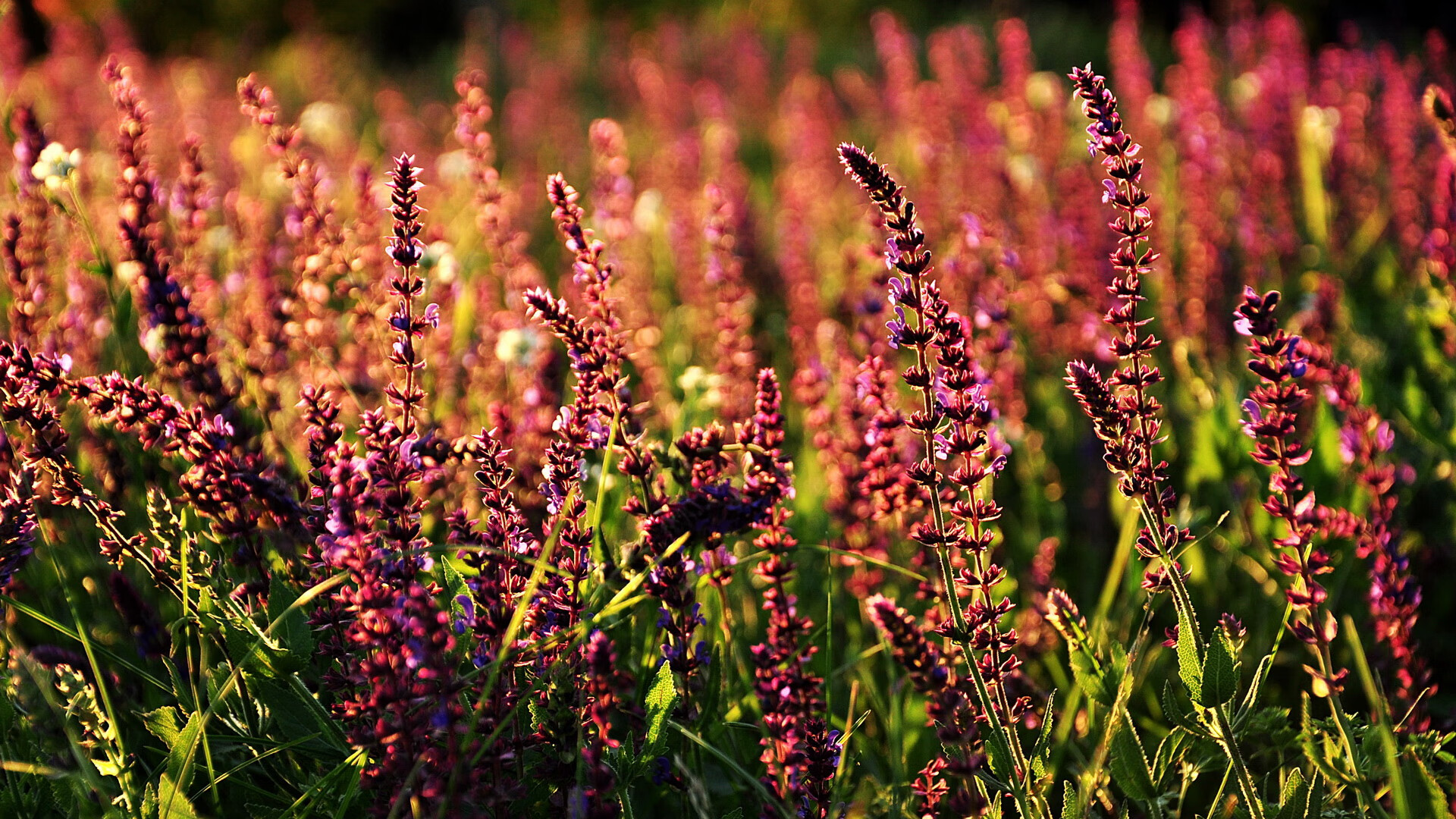 转换风暴的枢纽,武切维奇如何驱动篮网压制猛龙?
