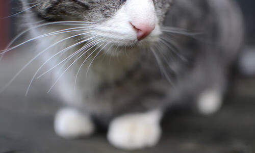 双线制霸,从鹈鹕横扫广东到班凯罗欧冠封神,看篮球世界的权力转移