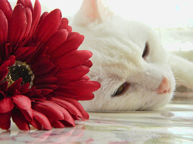 铁血防线与致命尖刀,几内亚对阵塞内加尔之战,伊萨克持续制造杀伤