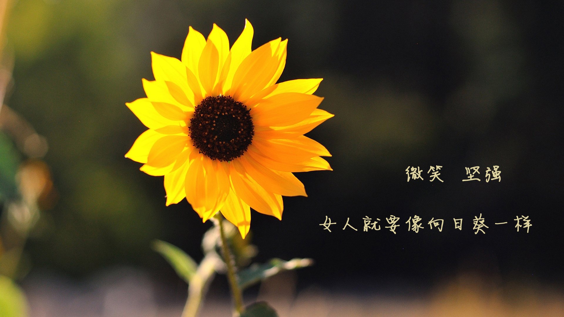 钢铁蜂群锁浙江,文班亚马一柱擎天破重围