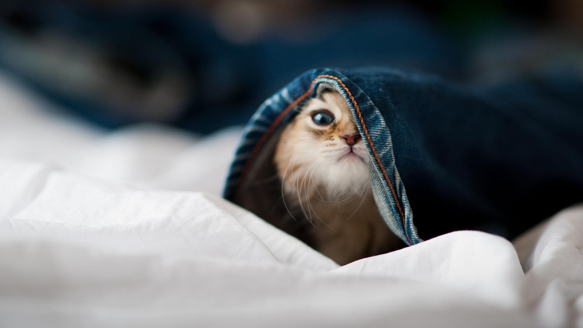 巴萨提前终结欧冠悬念,穆勒以F1式统治力接管年度争冠