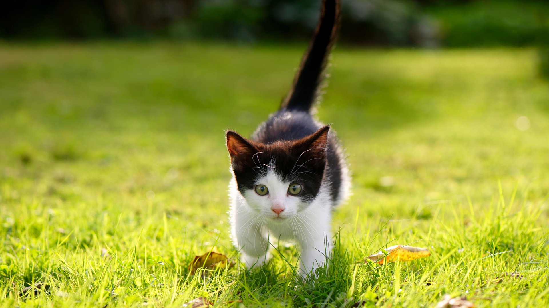 巨灵神降凤凰城!小贾伦49分神迹击穿太阳烈焰阵