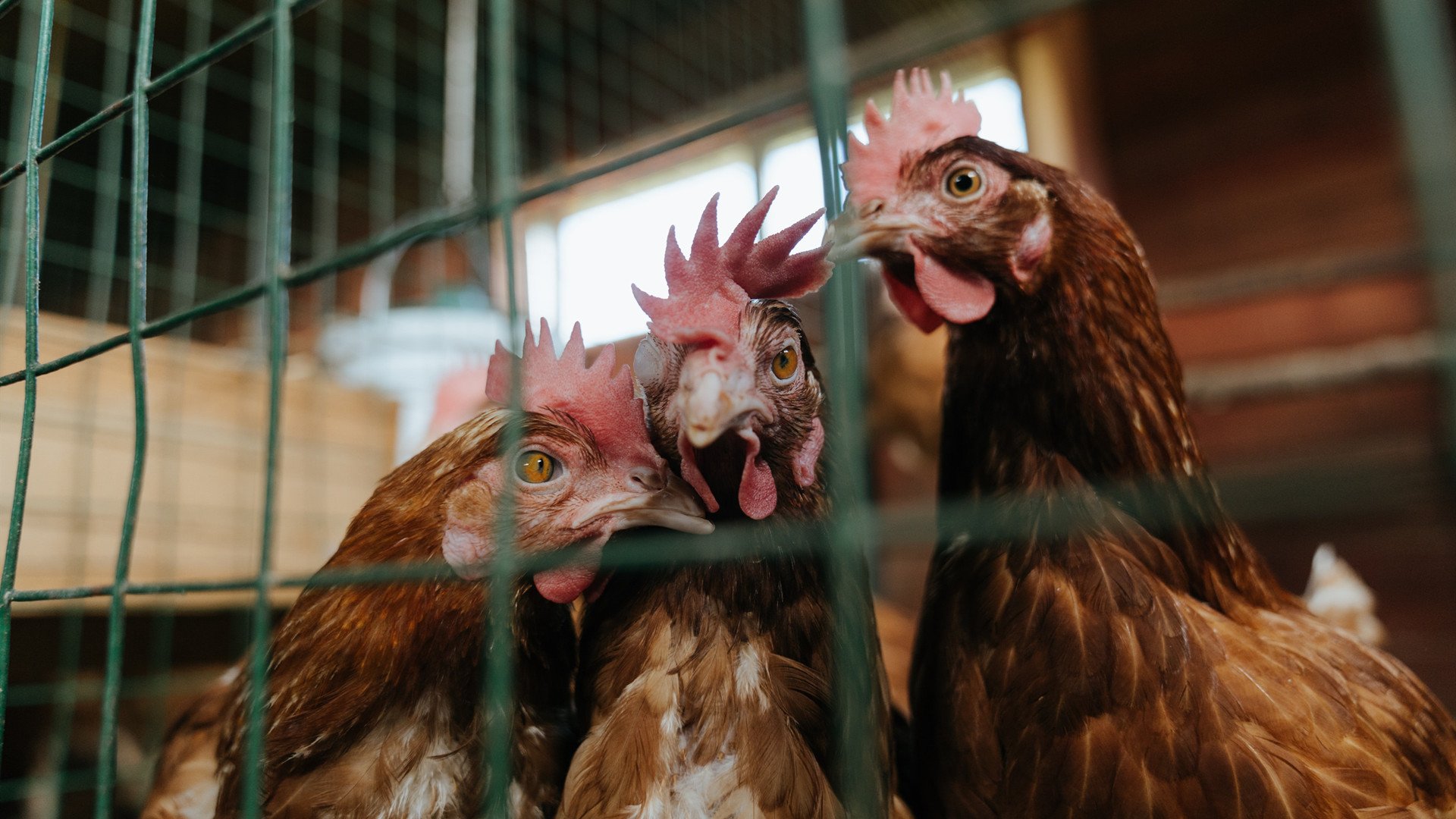 乔治化身菲尼克斯手术刀，尼克斯钢铁防线为何一夜崩解？