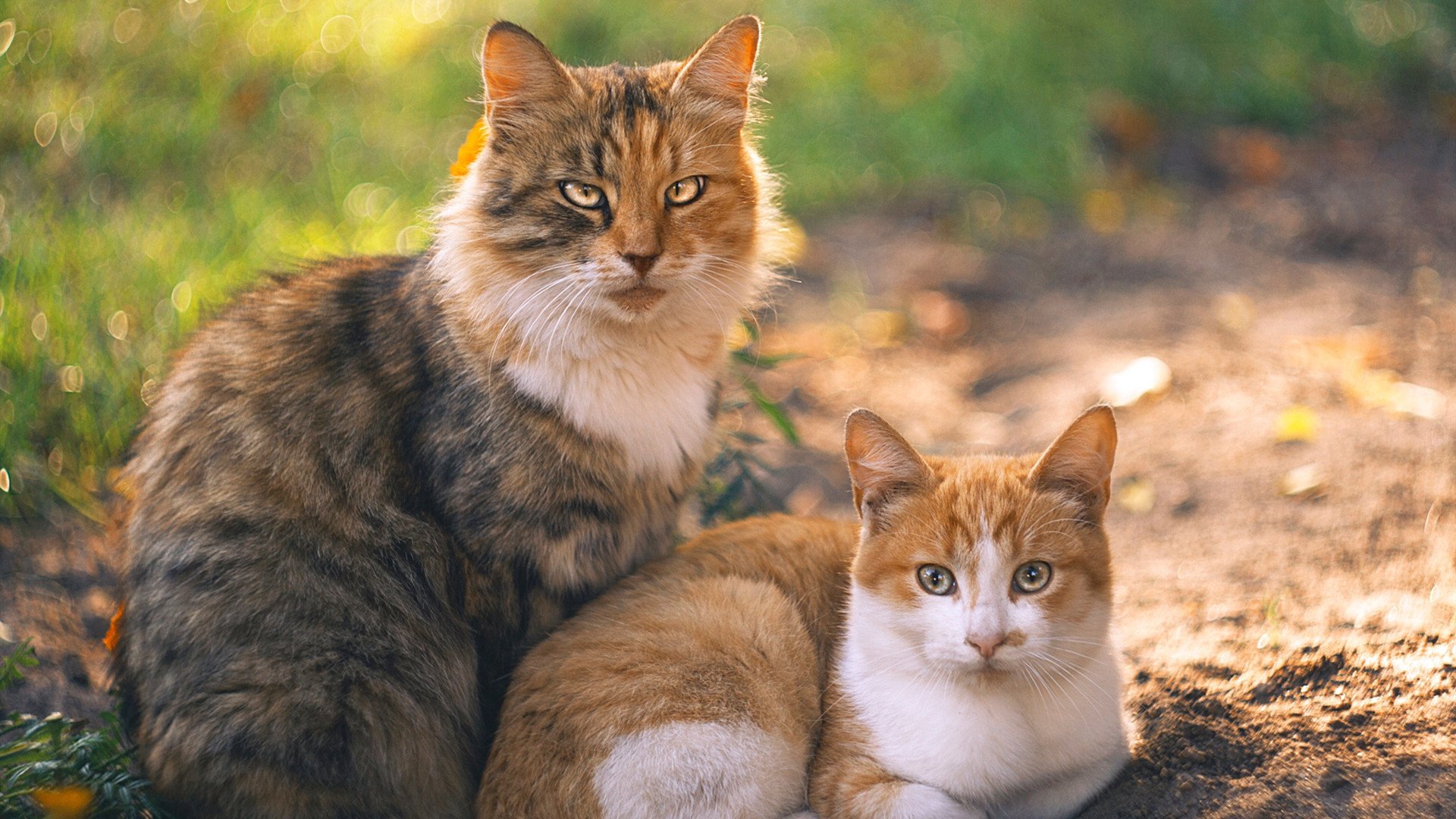 统治力觉醒，球星如何定义比赛—从恩比德到布克