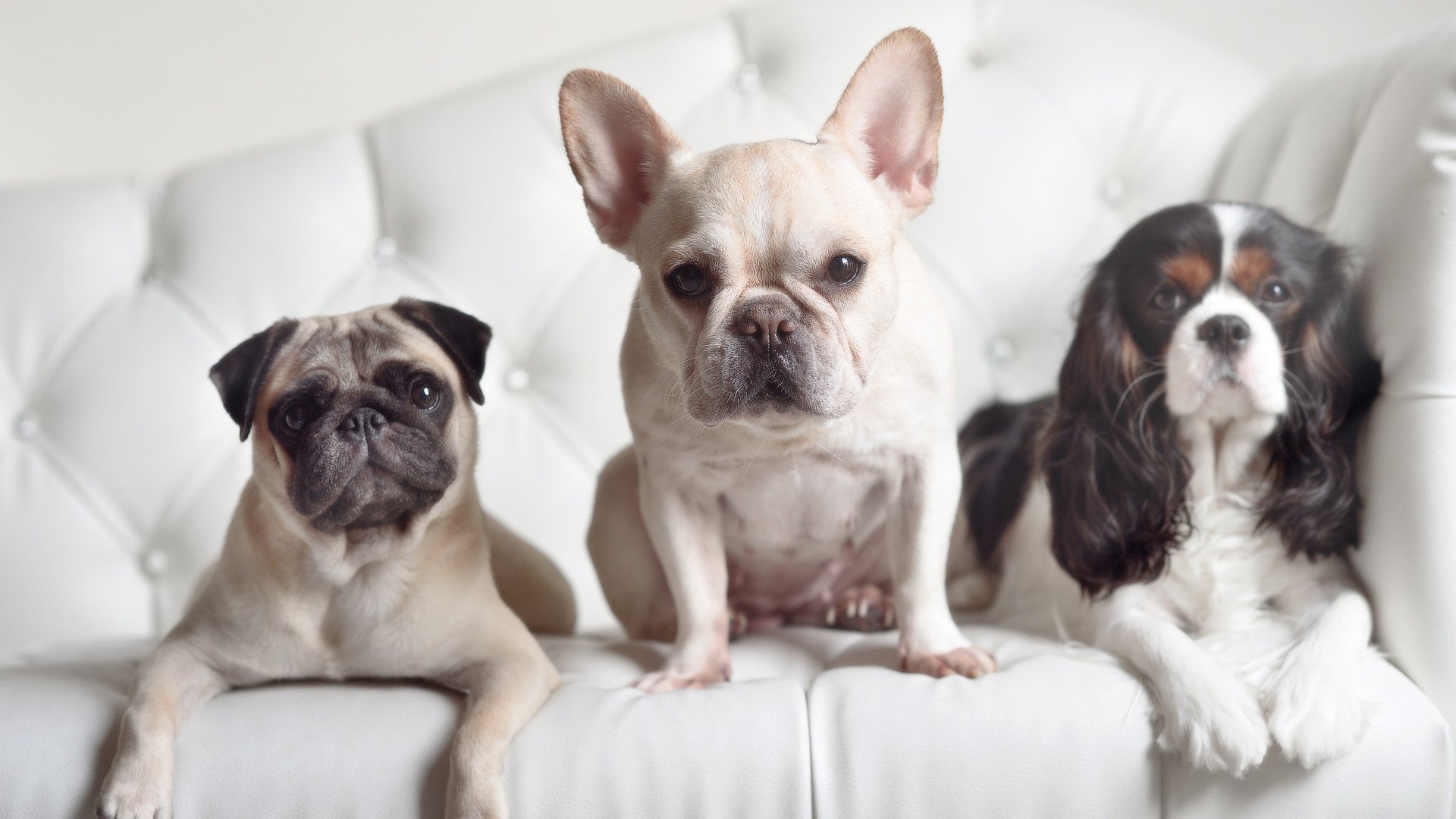 欧冠淘汰赛焦点战，国际米兰生死战力克墨西哥老虎，逆境重生书写传奇