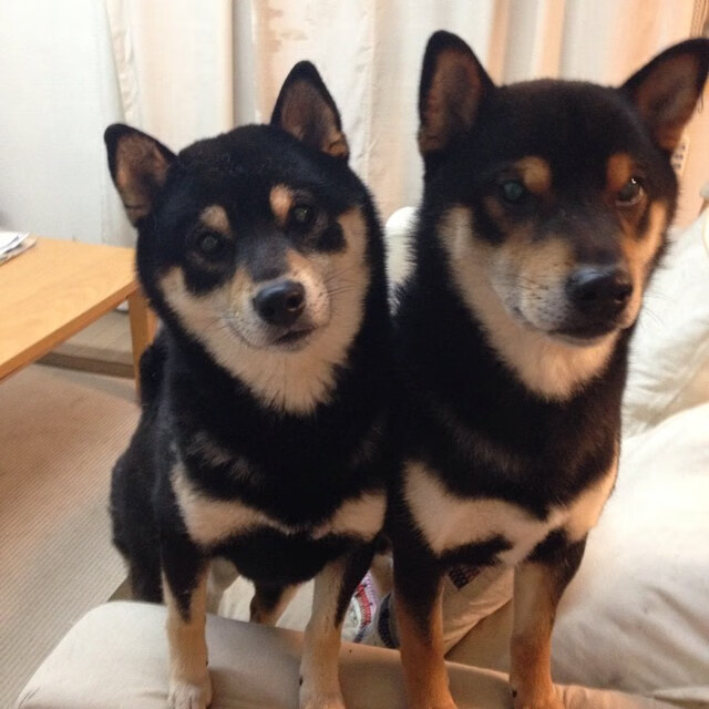 绿茵场上的双重奏，秘鲁攻克加拿大，莱万欧冠淘汰赛主宰战局