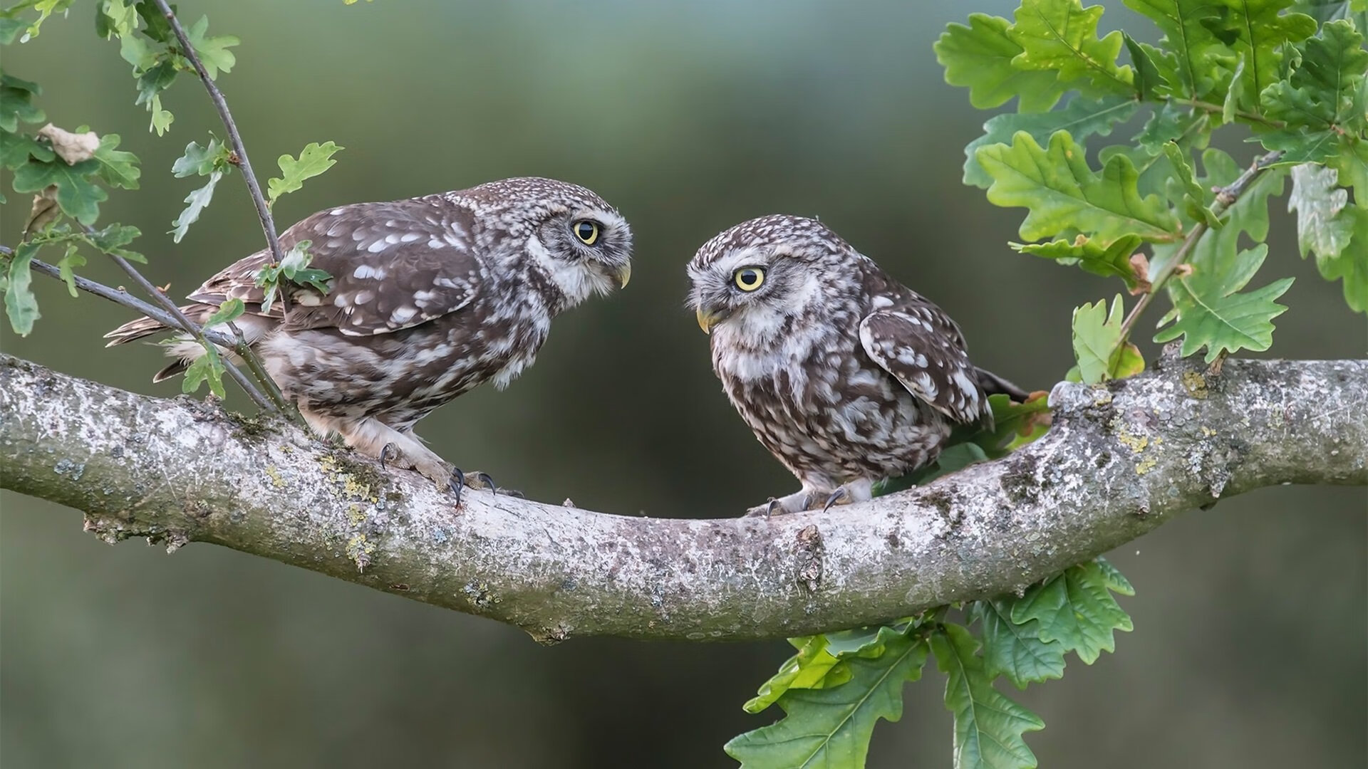 孤掌难鸣，锡安主宰比赛走向，森林狼巅峰对决胜出奇才