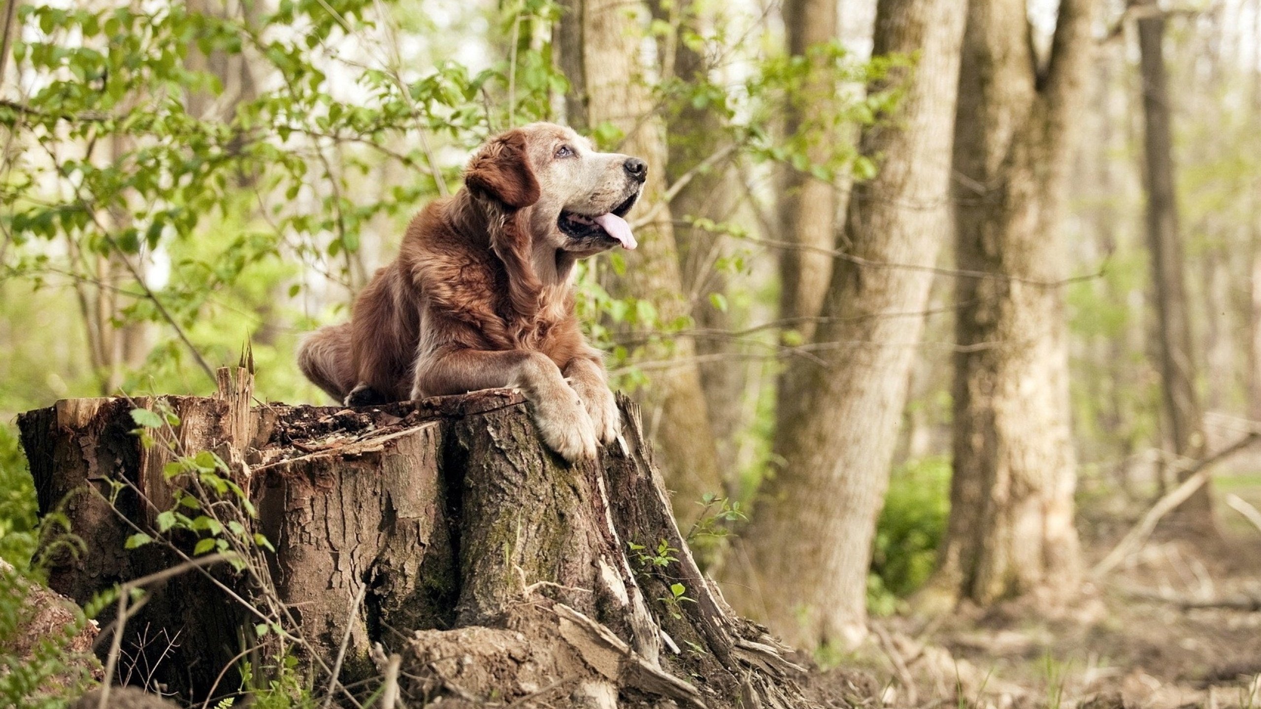 厄德高爆发如核弹撕裂防线，丹麦翻盘哥斯达黎加谱写逆转史诗